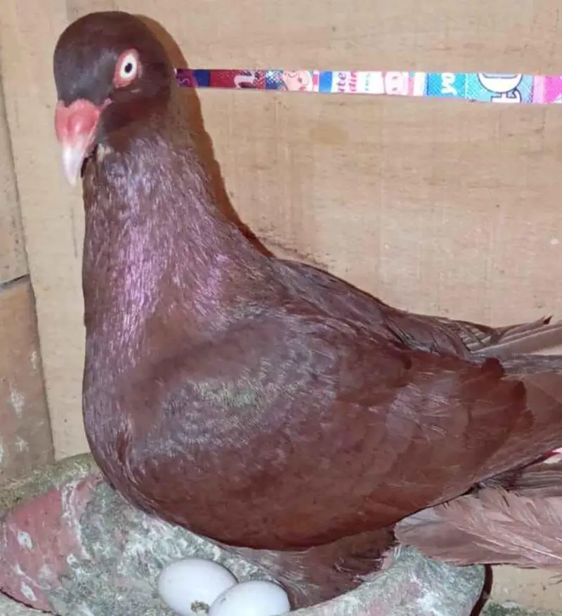 pigeon for sale — photo 2