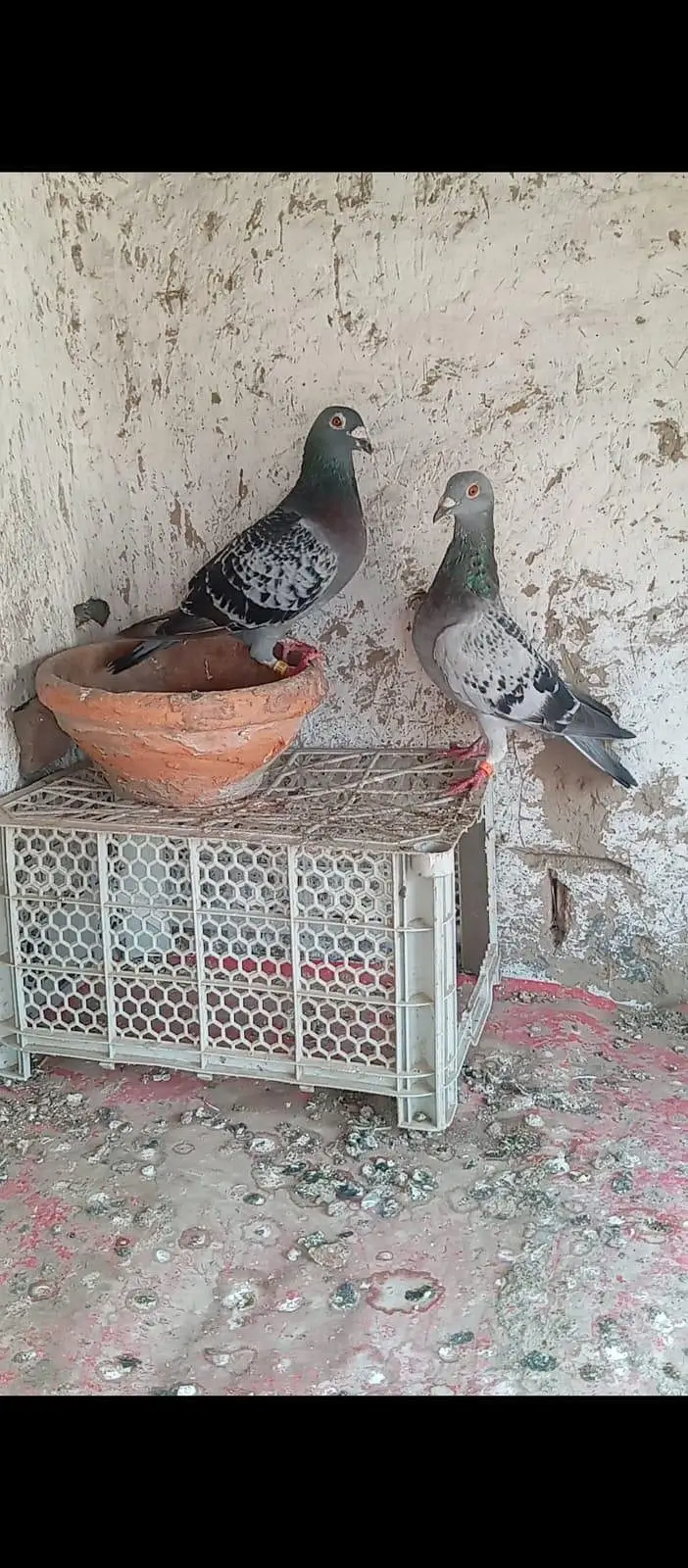 pigeon for sale — photo 3