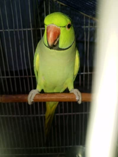 Green Parrot