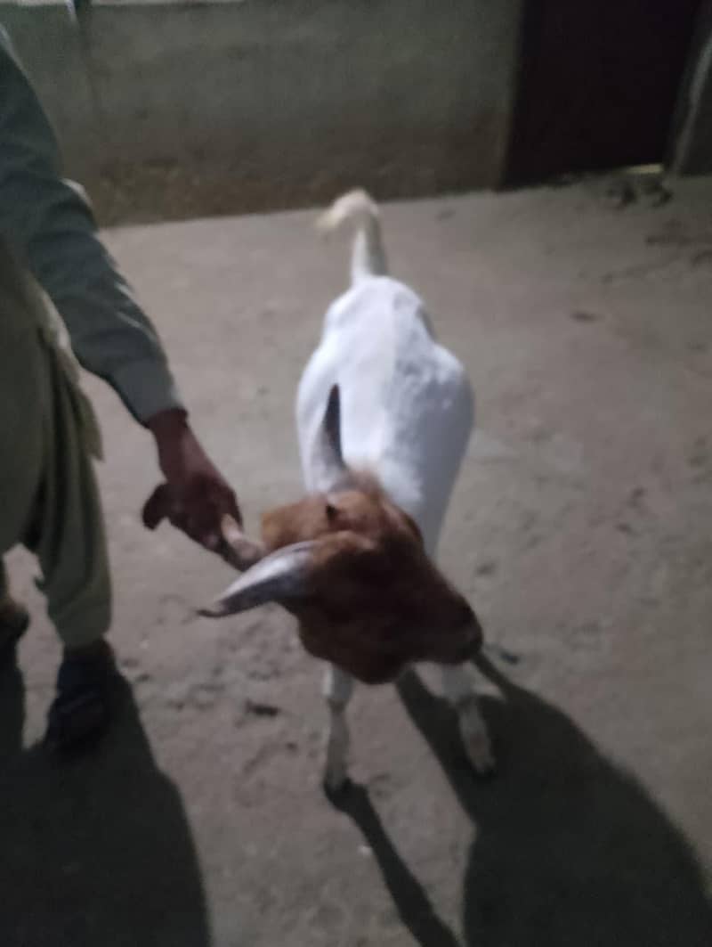 گلابی کاموری بکرا 2 دانت صحت مند خوبصورت قربانی کے لیے پنجگور 4