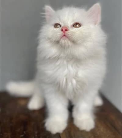 beautiful and healthy cat far sale