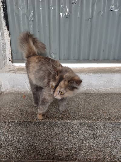 Persian mix