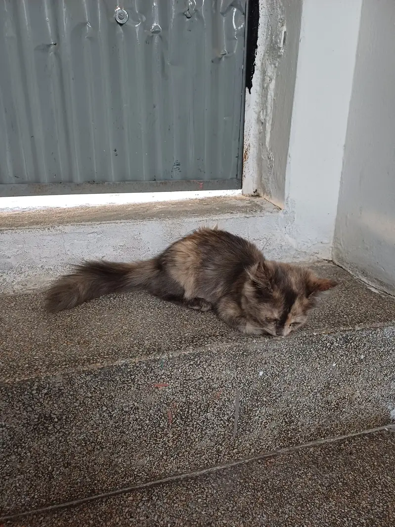 Persian mix — photo 2