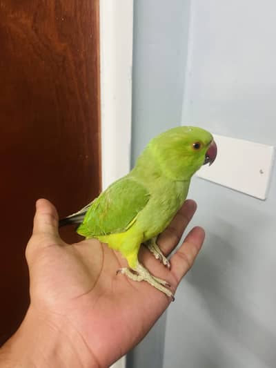 Baby Green Ringneck Talking Parrot