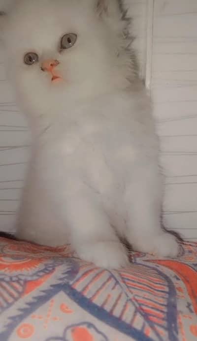punch face male kitten