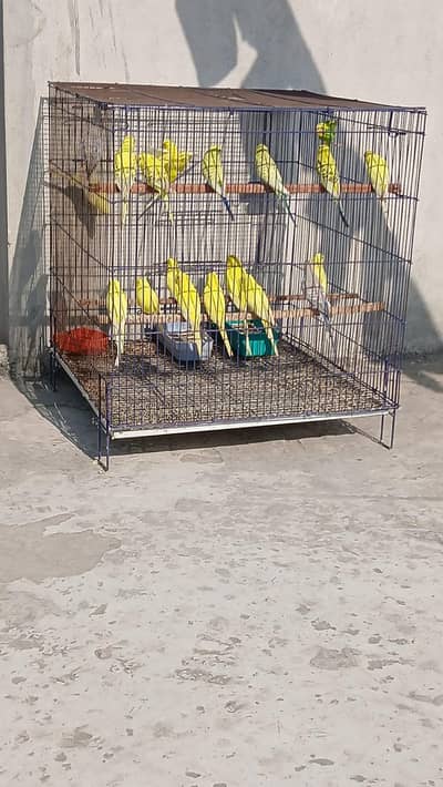 australian birds