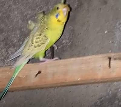 MUTATION BUDGIES