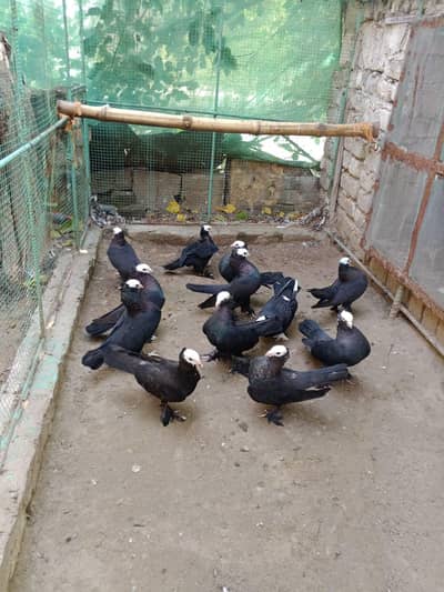 pigeon