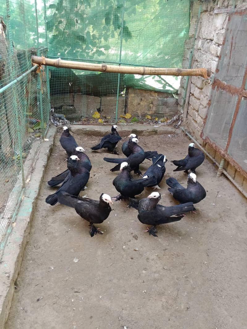 pigeon 0
