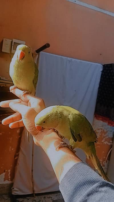 Green parrots