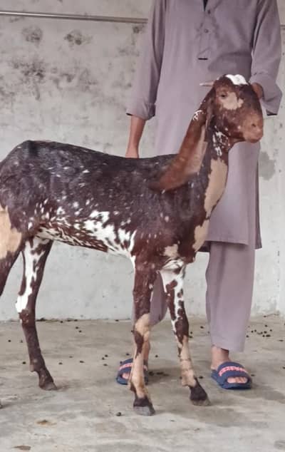 Beetal Bakeri