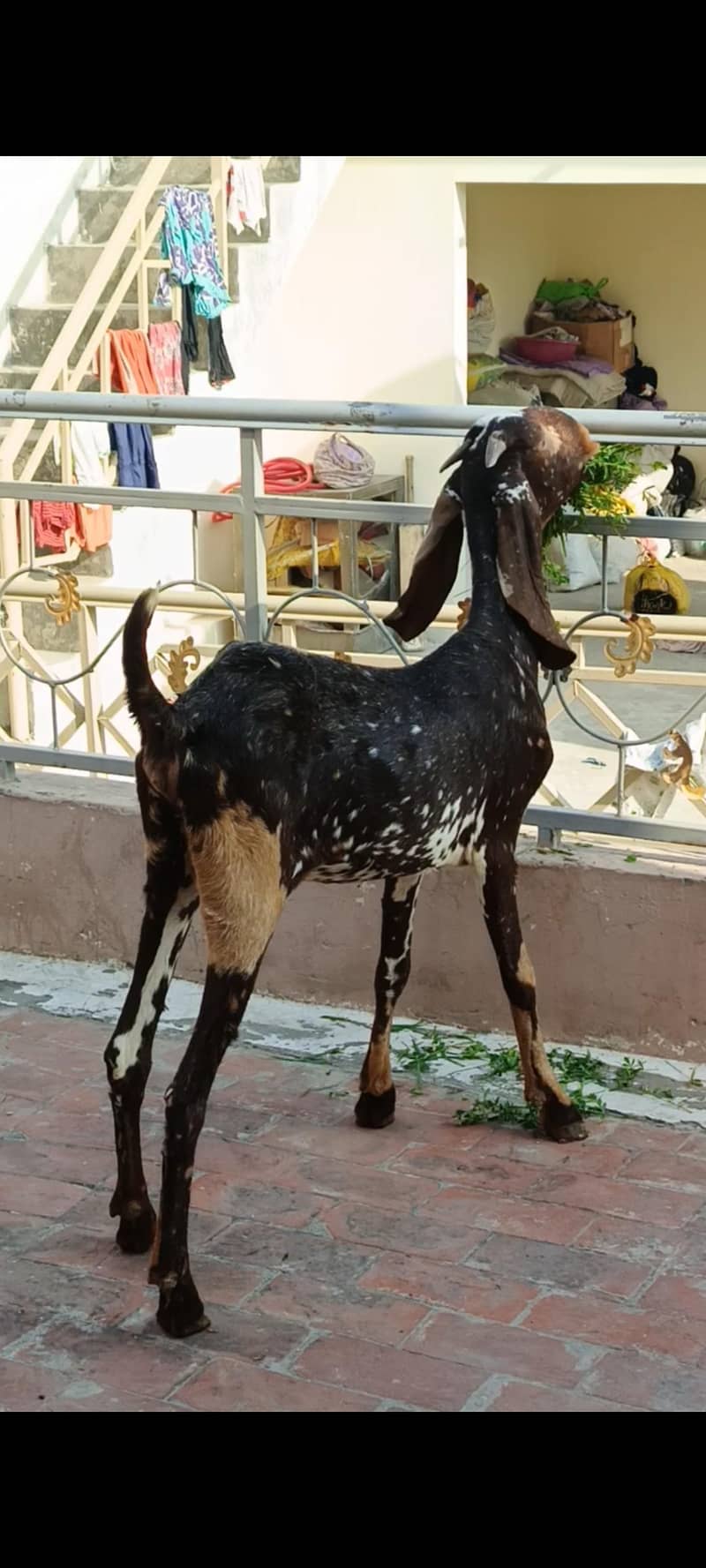 Beetal Bakeri 4