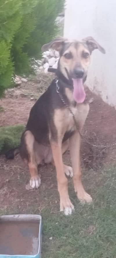 female Alsatian