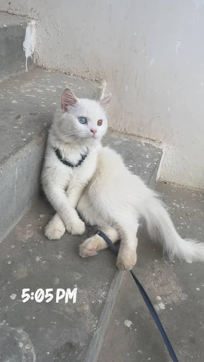 Persian Cat with 1 Blue & 1 Golden eye