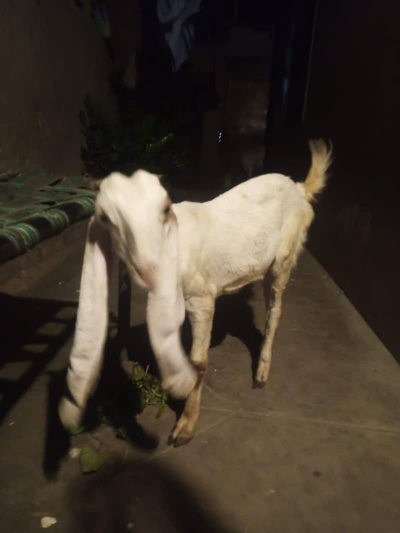 Karachi 5