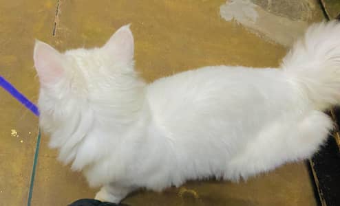 persian cat
