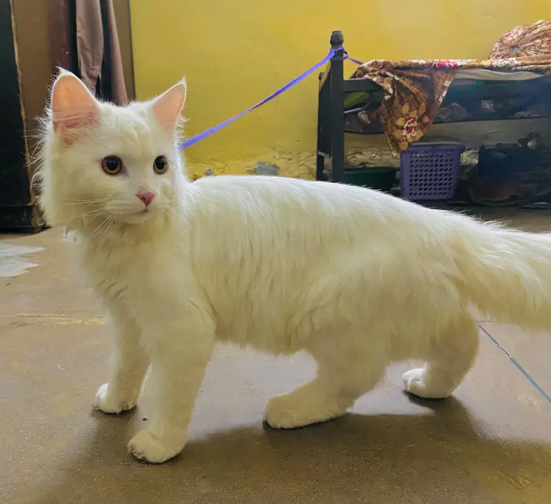 persian cat — photo 2