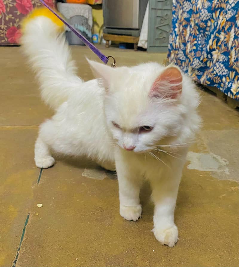persian cat 2