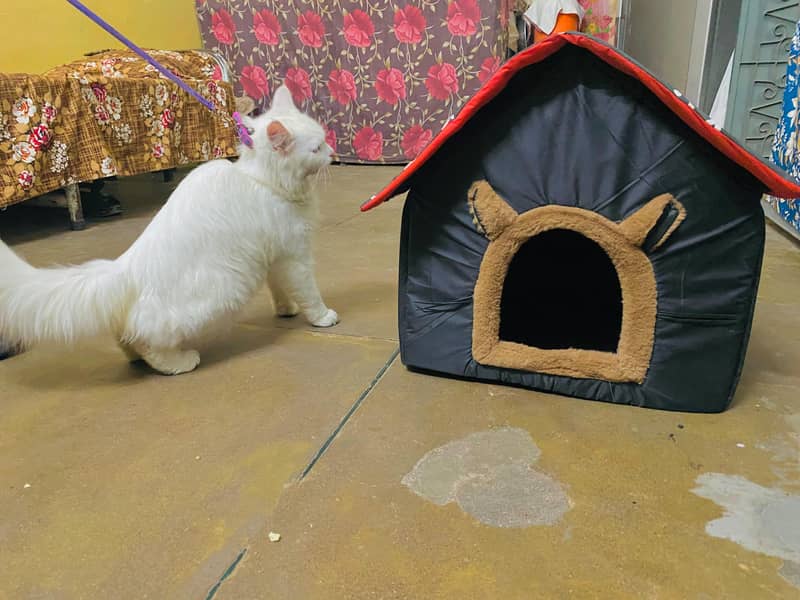 persian cat 3