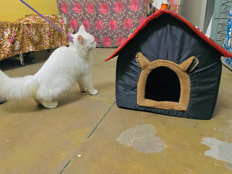 persian cat — photo 4