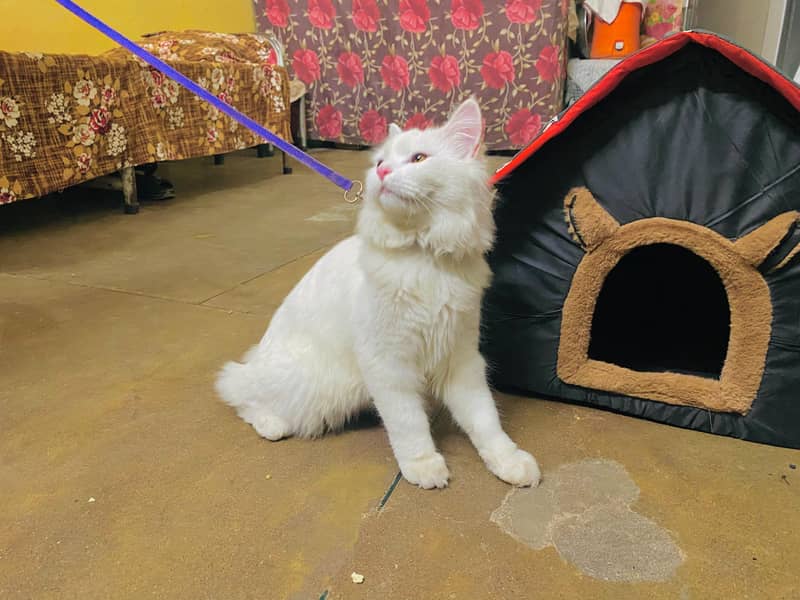 persian cat 4