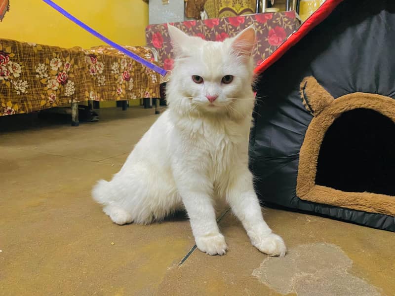 persian cat 6