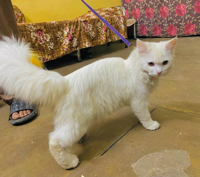 persian cat 8