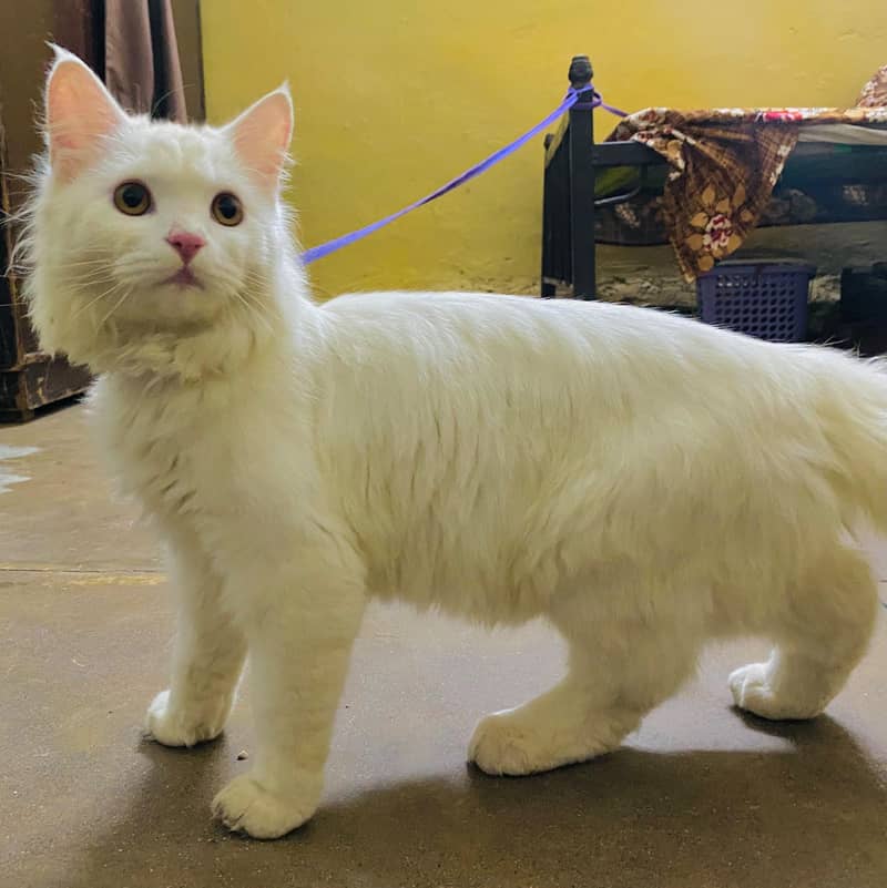 persian cat 9