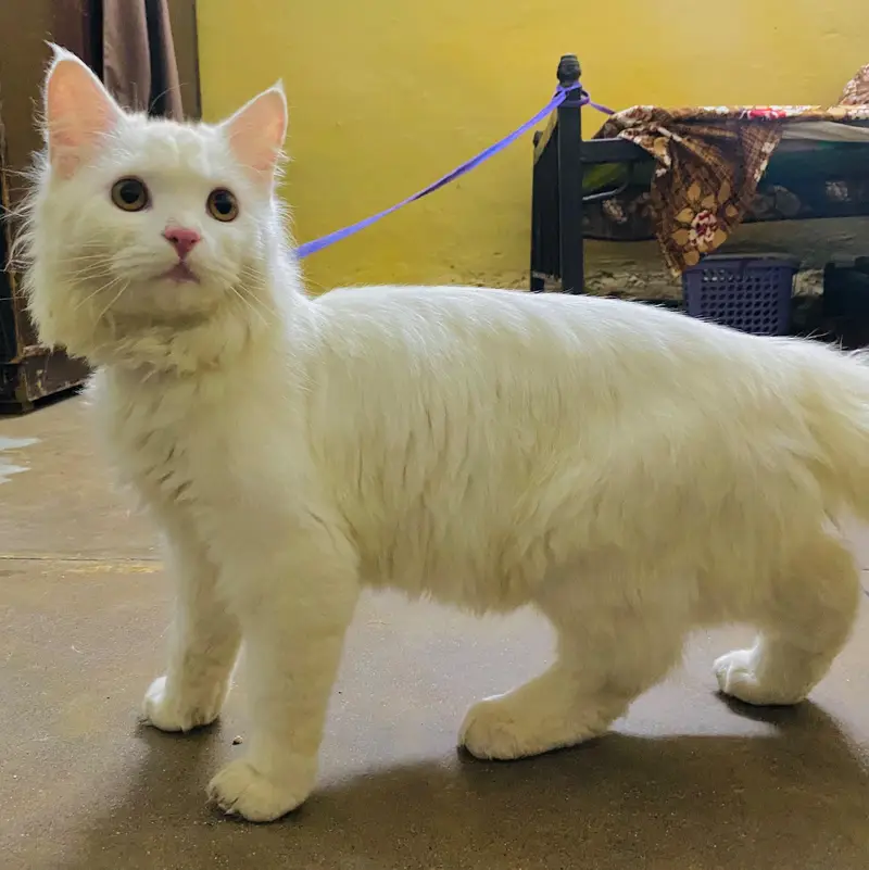 persian cat — photo 10