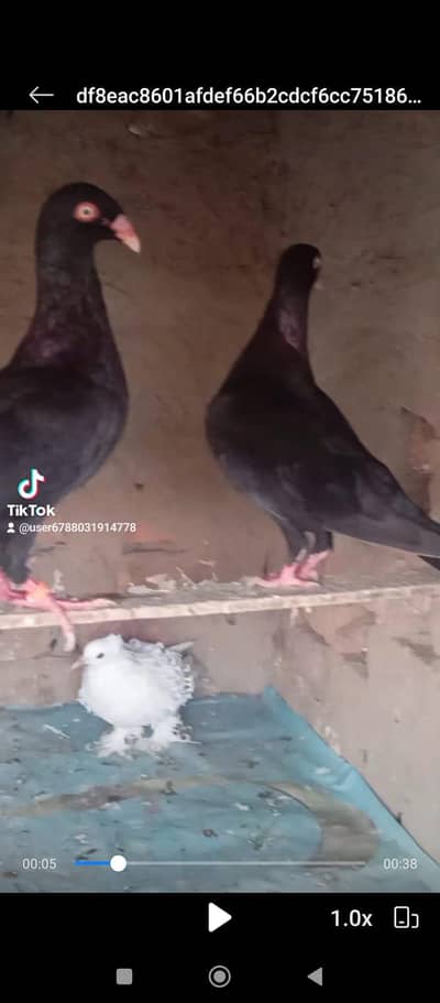 pigeon for sale