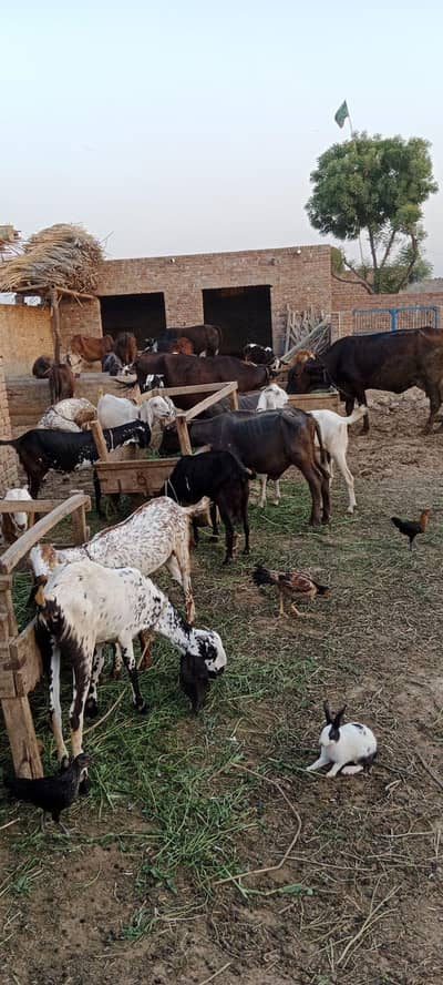 *بکرا اور بکری مکس لاٹ برائے فروخت*