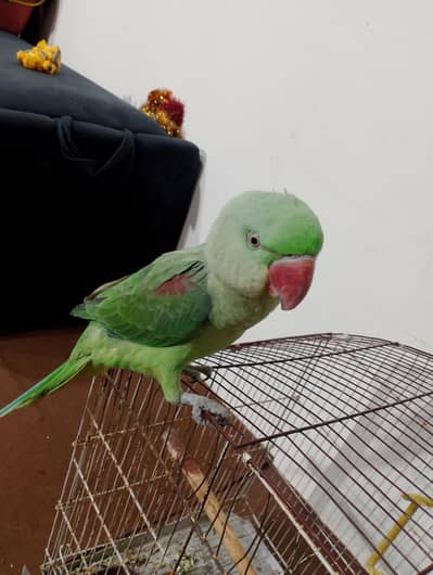 raw parrot
