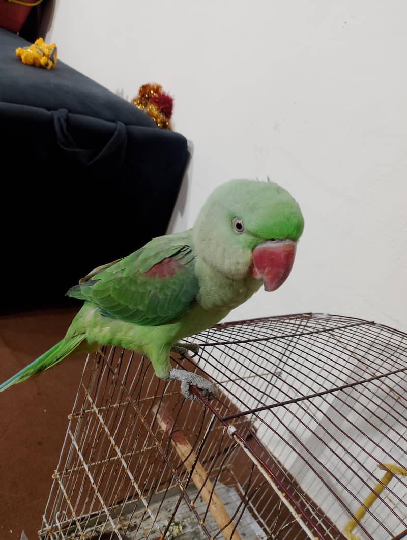 raw parrot 0