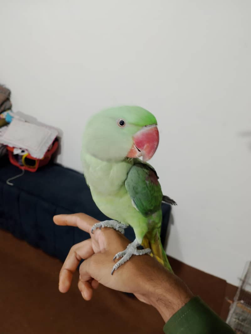 raw parrot 1