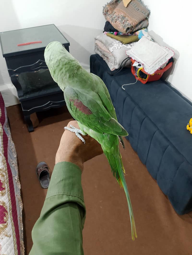 raw parrot 2