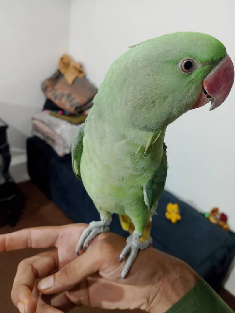 raw parrot 3