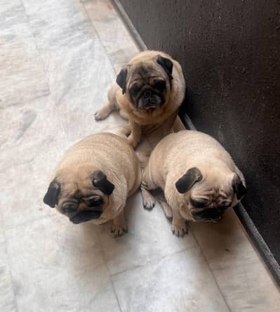 pug dogs
