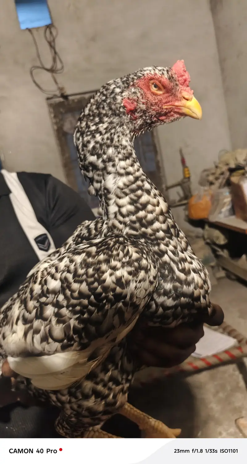 coco Japanis Shamo king size female — photo 2