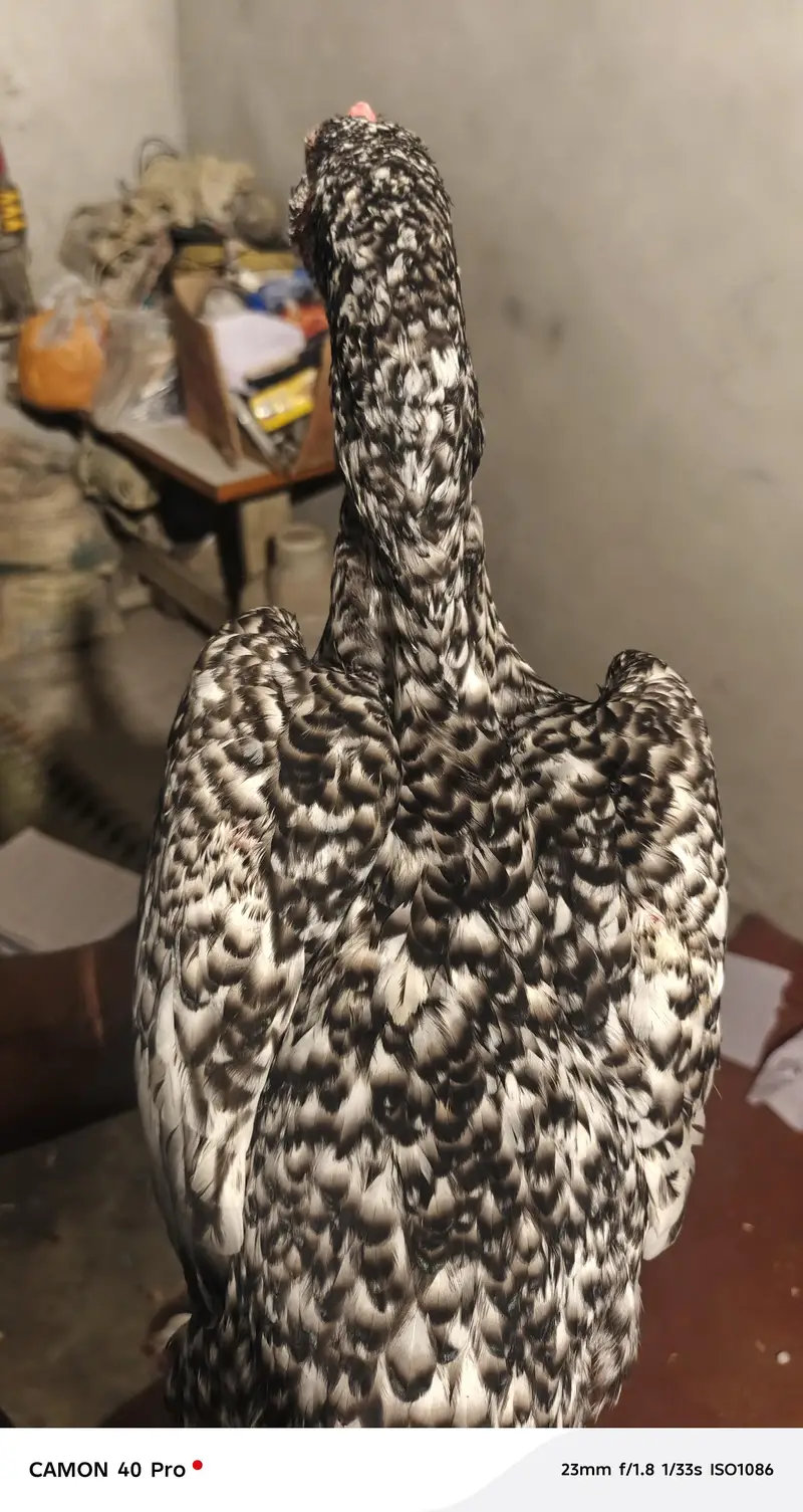 coco Japanis Shamo king size female — photo 3