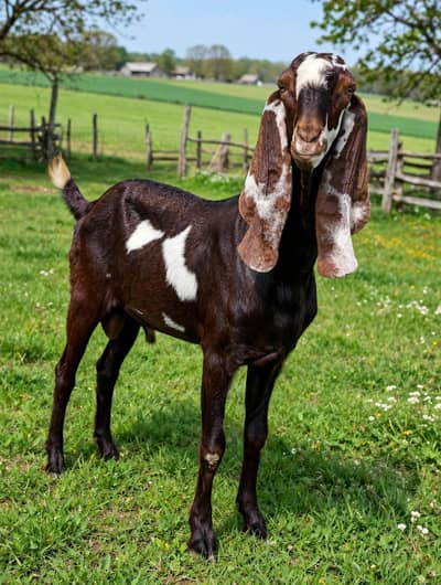 Desi Beetal Bakra context 03029669174