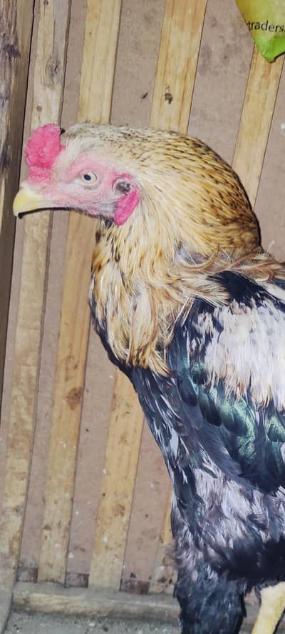 for sale mianwali Java cross