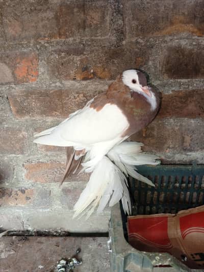 gubara pair