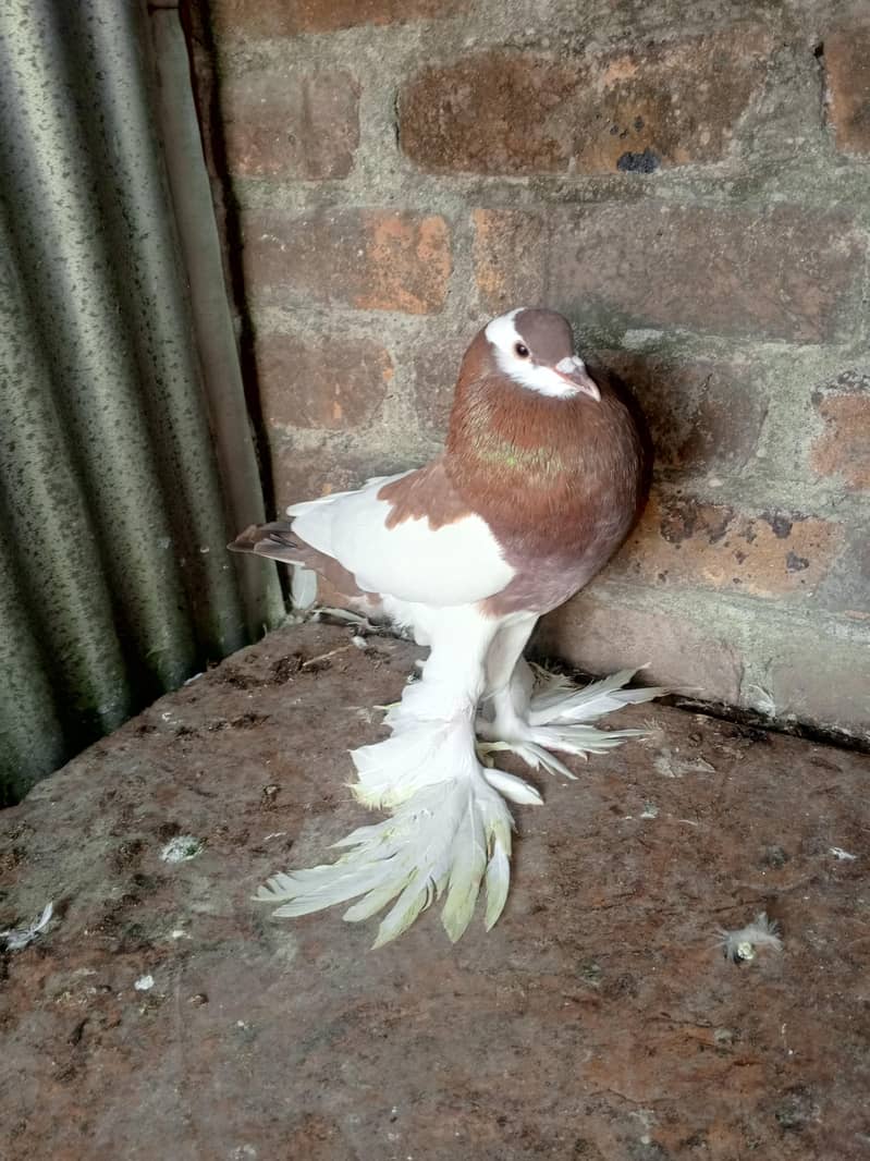 gubara pair 3