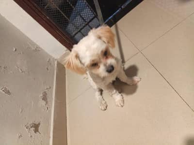 my dog is now looking for a new home
