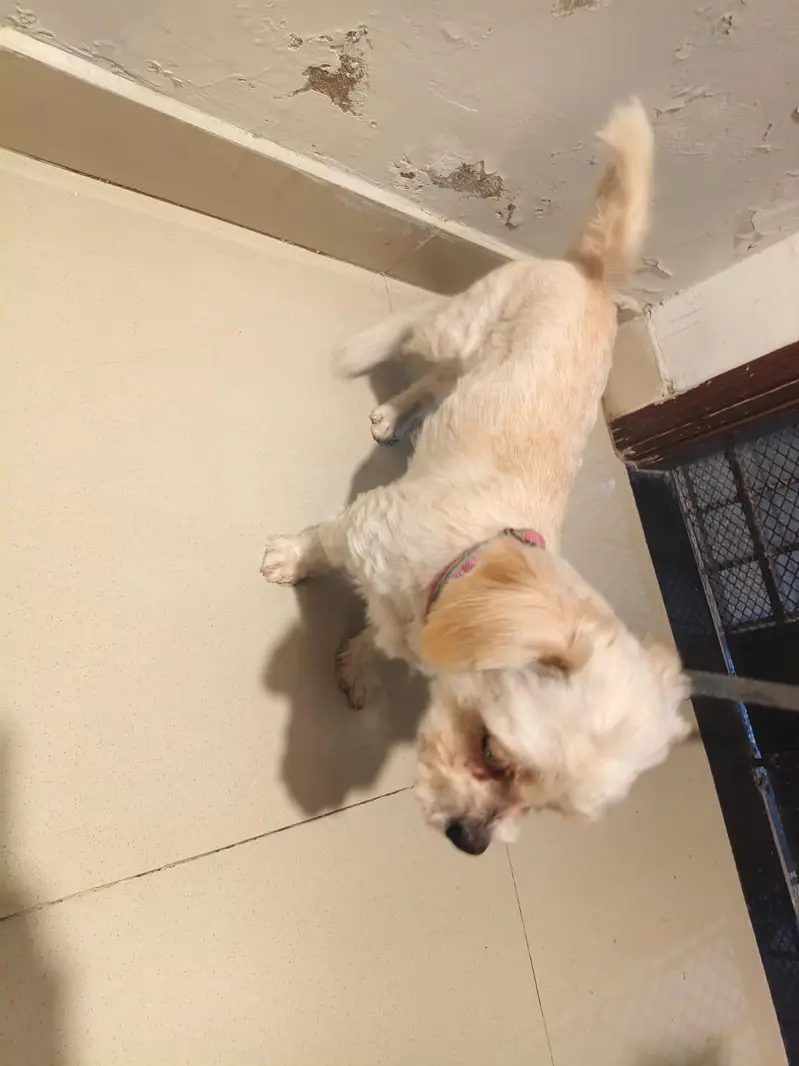 my dog is now looking for a new home — photo 2