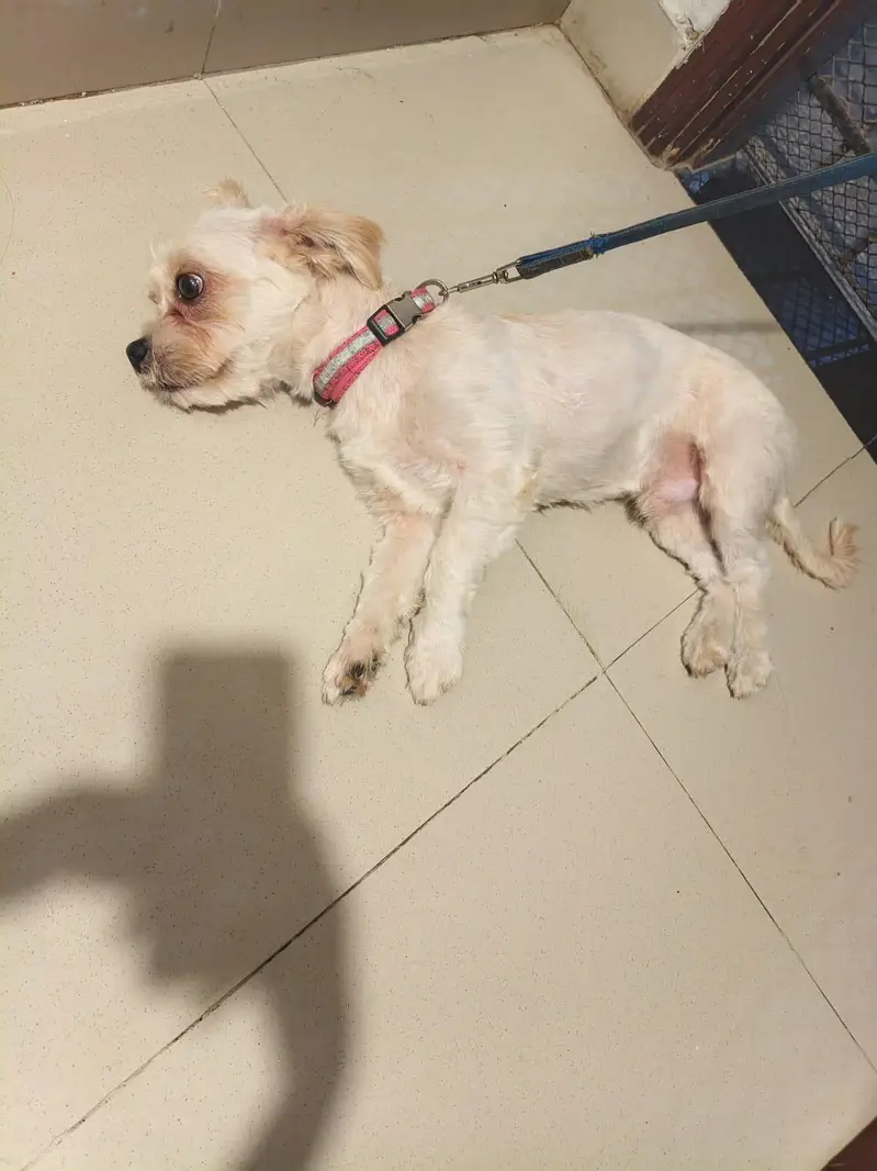 my dog is now looking for a new home — photo 3