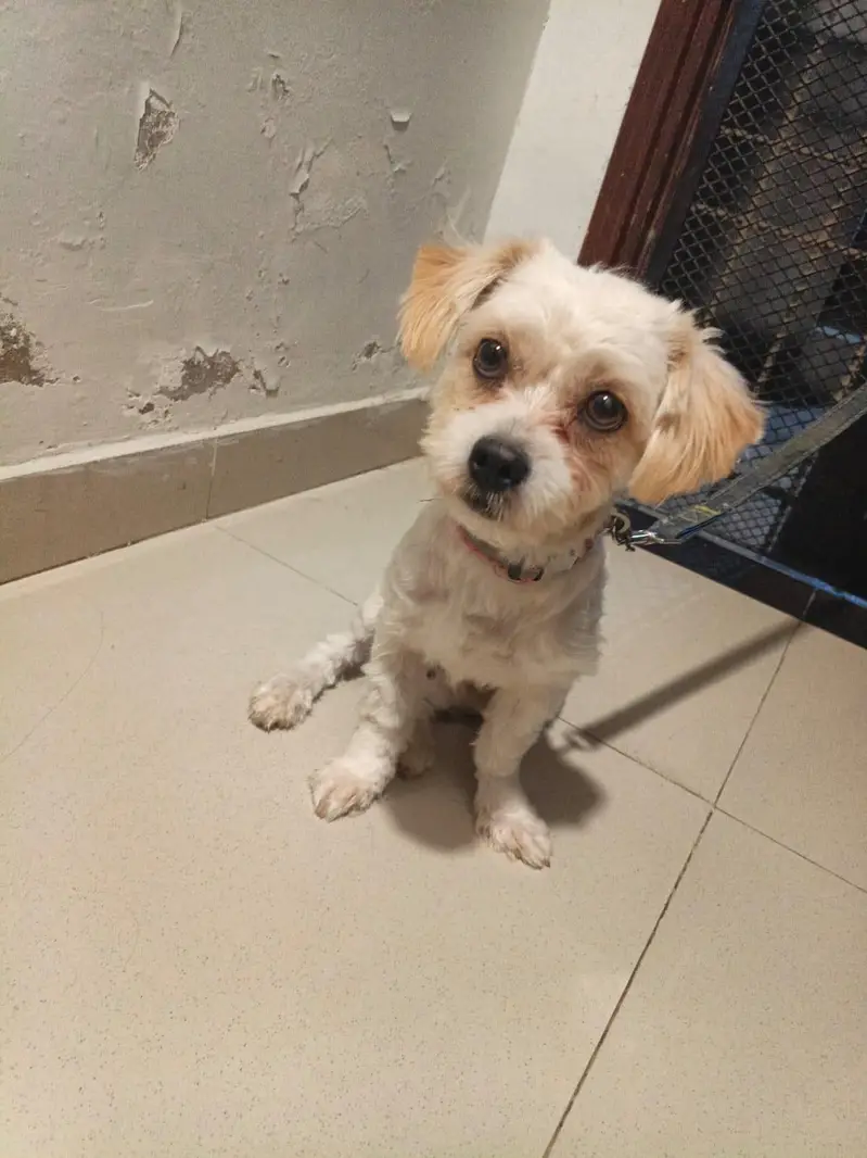 my dog is now looking for a new home — photo 4