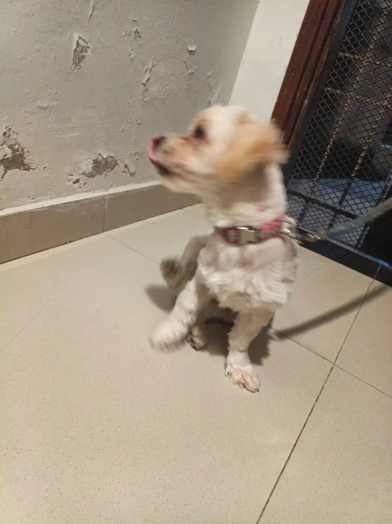 my dog is now looking for a new home — photo 5