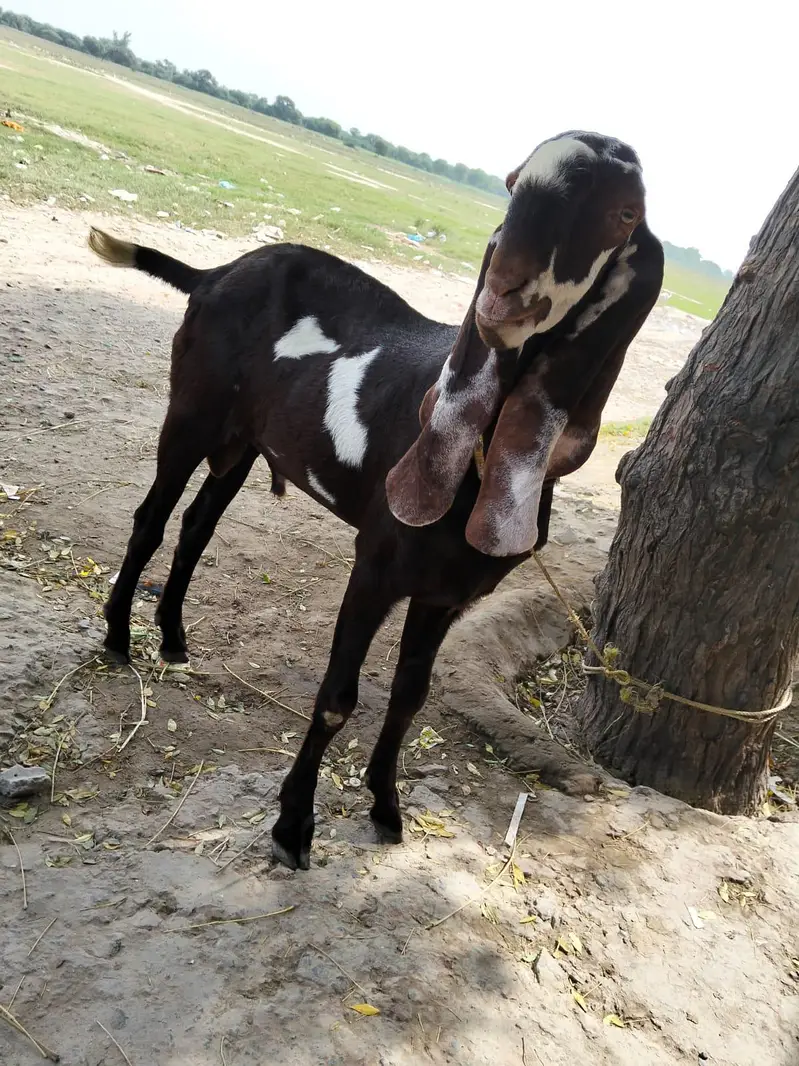 Desi Beetal Bakra context 03029669174 — photo 2