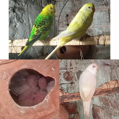 Australion Perot's for sale. with 4 cheks. watsapp no. . . 0347 1521806